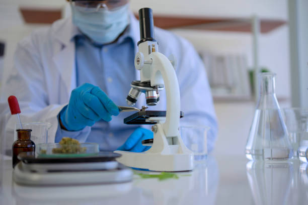 Cannabis Brisbane Dispensaries